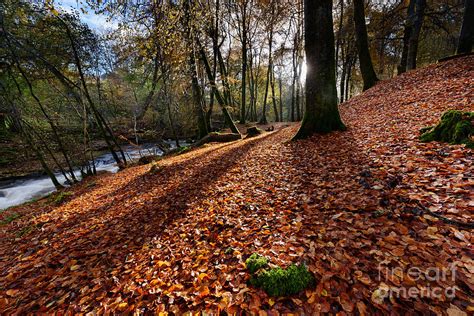 Birks of Aberfeldy Photograph by Rod McLean - Pixels