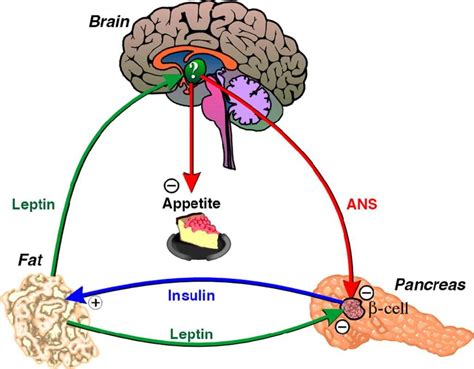 Leptin and Ghrelin Balance - Get it Right! | Anne Clark