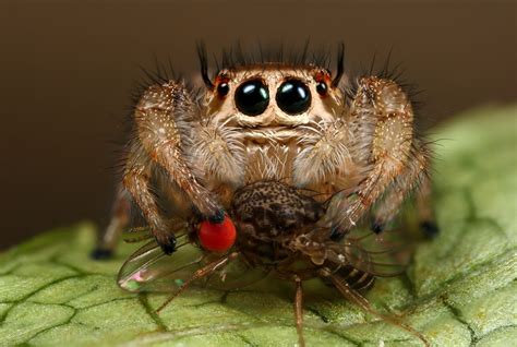 The Most Beautiful Spider in the World (20 pics) | Animates | Spider species, Cute animals, Spider