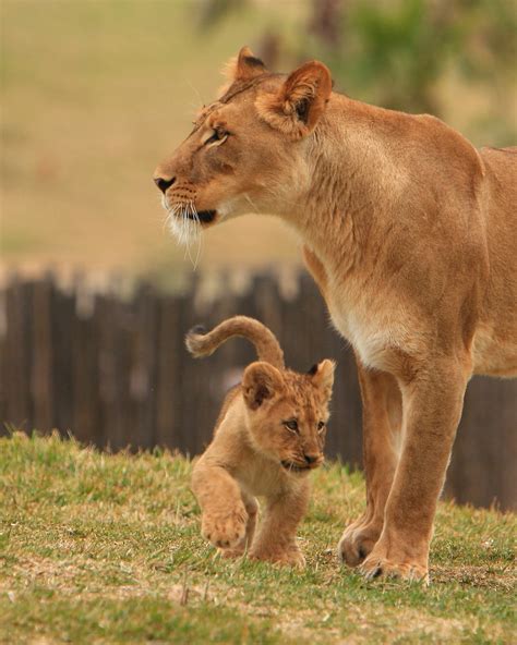 Lions & Lion Cubs | Lion Camp; Lion Cubs San Diego Wild Anim… | Flickr