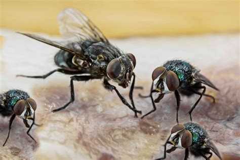 How to Get Rid of Flies Indoors