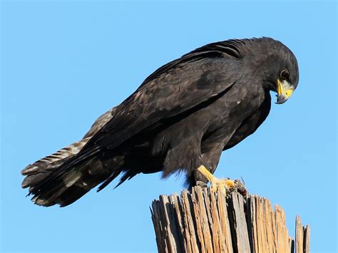 Zone-tailed Hawk: Identification and Overview