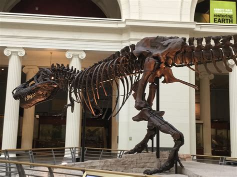 ‘Sue’ the T. rex @ Field Museum of Natural History, Chicago | Field ...