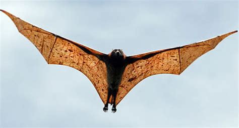 Giant Golden-crowned Flying Fox, Fruit Bat, World's Largest Bat ...