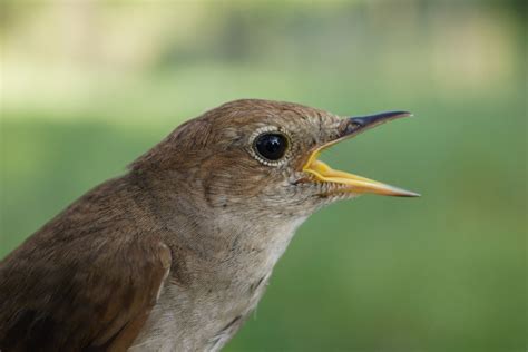 Common Nightingale Facts | CRITTERFACTS