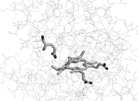 Three-dimensional structure of B. subtilis ferrochelatase... | Download ...