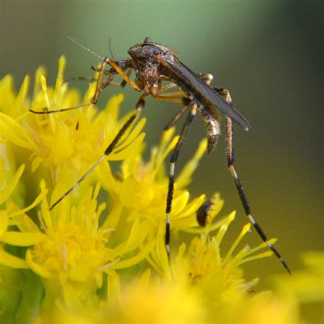 Gallinipper (Mosquitoes of Georgia) · iNaturalist