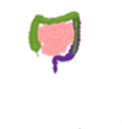 Digestive System Diagram En Clip Art at Clker.com - vector clip art online, royalty free ...