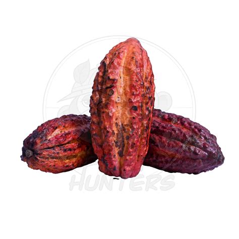 Fresh Cacao (Chocolate) – Fruit Hunters