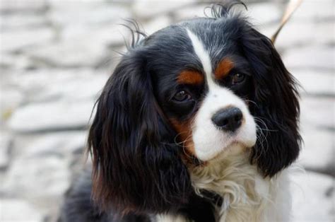 Common Health Issues of the Cavalier King Charles Spaniel