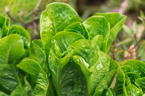 High-Yield Vegetable Plants for Small Garden Spaces