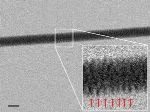 DNA imaged with electron microscope for the first time | New Scientist