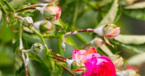 Powdery Mildew on Roses: How To Get Rid MIldew On Roses