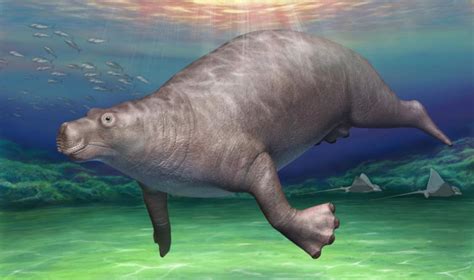 Extinct Sea Cow Fossil Found In Philippines - All About Cow Photos