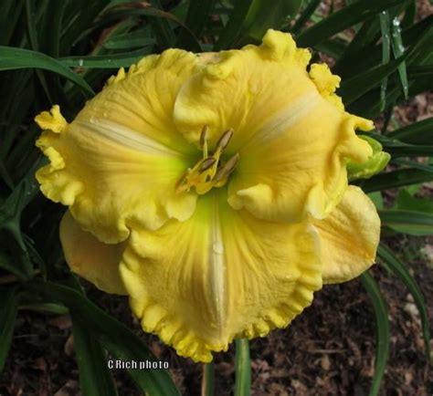 Your Five Favorite Yellow Daylilies? in the Daylilies forum - Garden.org