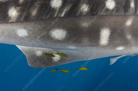 Whale Shark skin - Stock Image - C042/8505 - Science Photo Library