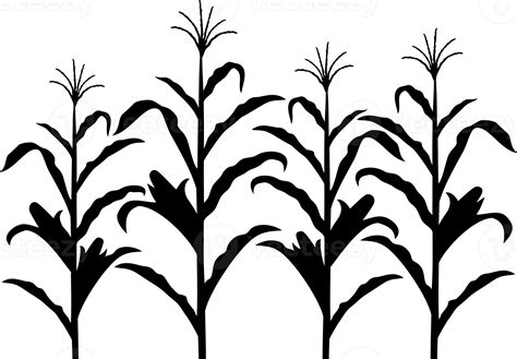 Corn stalk black and white png design 8509657 PNG