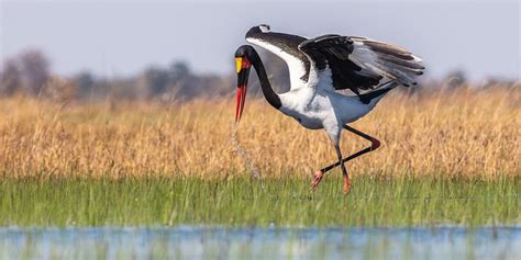 African Rivers: Africa's Best Rivers For Wildlife Viewing