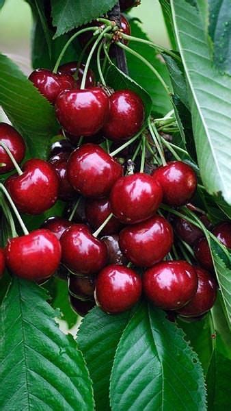 Van Cherry Tree - Among the heaviest producers of sweet cherries! (2 y – Online Orchards