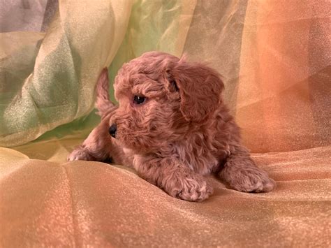 Red Bichon Poodle Puppies, Males, Females, Ready!