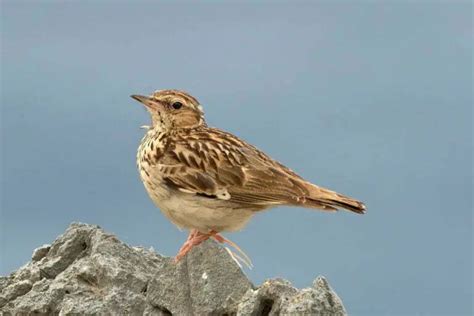 Woodlark Symbolism - Spirit Animal Totems