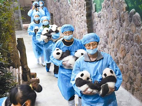 Chengdu Research Base of Giant Panda Breeding Sichuan: History & What ...