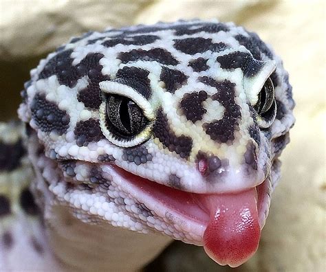 Gallery For > Baby Leopard Gecko Smiling | Leopard gecko, Gecko, Cute reptiles