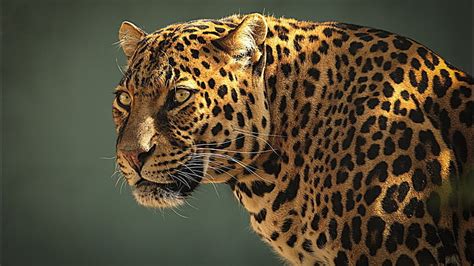 HD wallpaper: Louisiana Catahoula Leopard Dog, Holidays | Wallpaper Flare