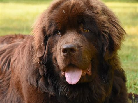 Newfoundland Dogs in Hot Climates | The Ultimate Guide