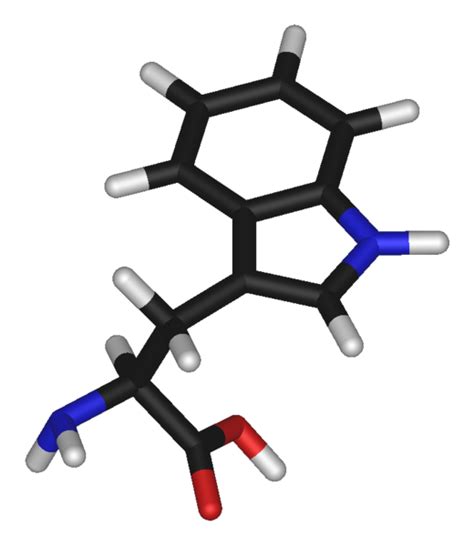 Tryptophan - wikidoc