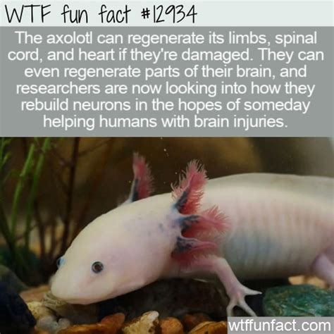 WTF Fun Fact 12934 - Axolotl Brain Regeneration