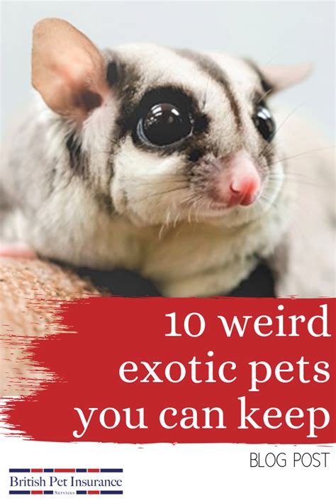 10 weird exotic pets part 2 – Artofit