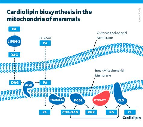 Lipid Metabolism in Hypoxic Cancer - Lipidomics Analysis - Lipotype GmbH