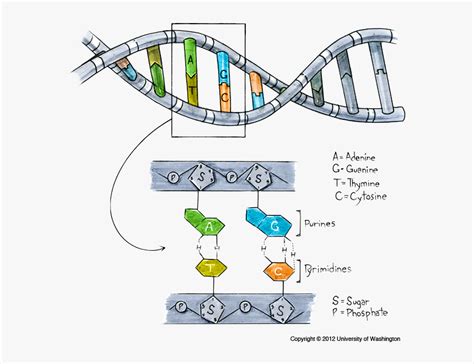 Structure Of Dna - Allele In Dna Diagram, HD Png Download - kindpng