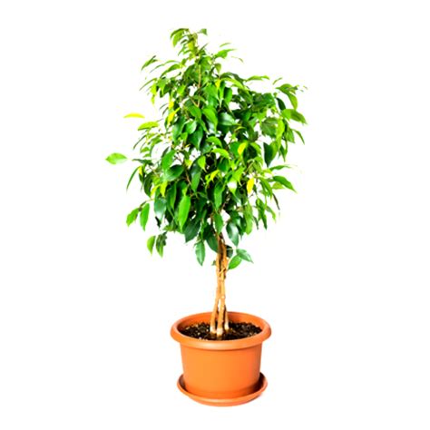 Buy Ficus Benjamina (Weeping Fig) plant online at plantsguru.com