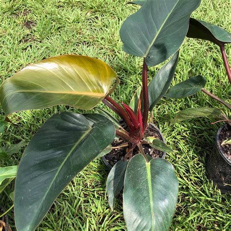 Rojo Congo Philodendron - Indoor Plant Addicts