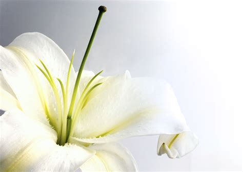 🔥 [43+] White Lilies Wallpapers | WallpaperSafari