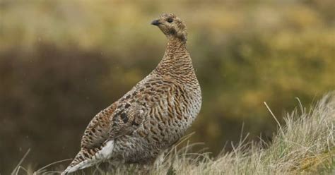 Aberdeenshire police issue warning over photographers disturbing wild ...