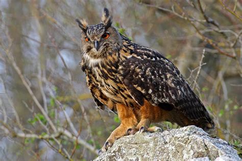 Eagle Owl - Bubo bubo - (Linnaeus, 1758)