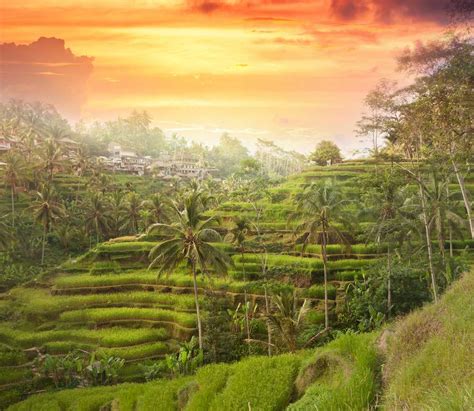 58 Ubud Tour Packages 2024: Book Holiday Packages at the Best Price