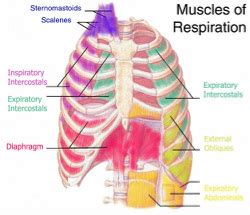 Breathing Muscle Weakness - Breathe with MD, Inc.