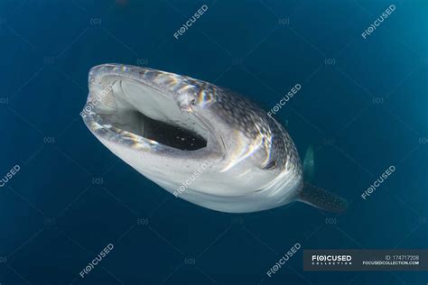 Whale shark with opened mouth — underwater, Color Image - Stock Photo ...