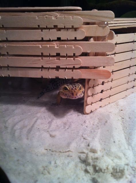 Imgur | Leopard gecko hide, Leopard gecko cute, Reptile hide