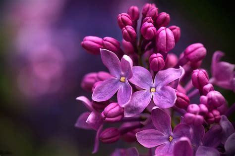 Lilac Micro Wallpaper, HD Flowers 4K Wallpapers, Images and Background - Wallpapers Den