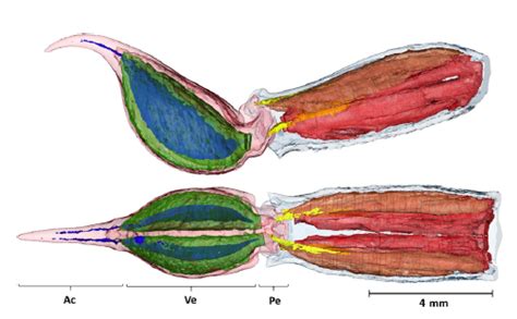 The Scorpion Files Newsblog: A new study on the anatomy of the scorpion stinger