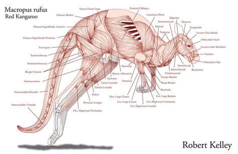 Kangaroo Muscles by rkell777 | Animal anatomy, Animal skeletons, Human anatomy drawing