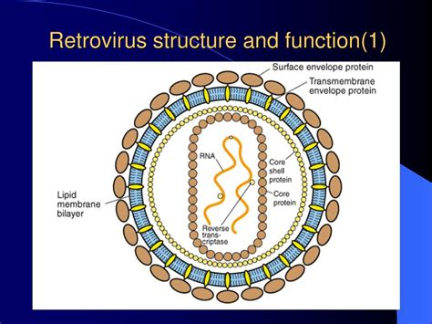 Example Image Retrovirus Diagram