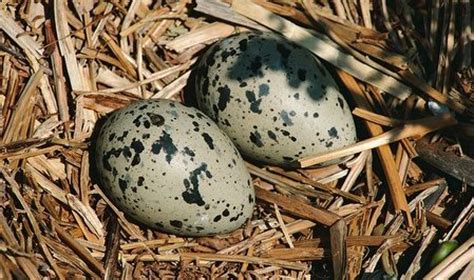 Sea Gulls - Nature's Boldest Bird? - Experience the best beach vacations with Beach Baby