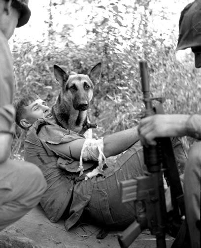 Military War Dogs of Vietnam - Page 1 - AR15.COM