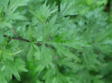 Mugwort | Identify that Plant